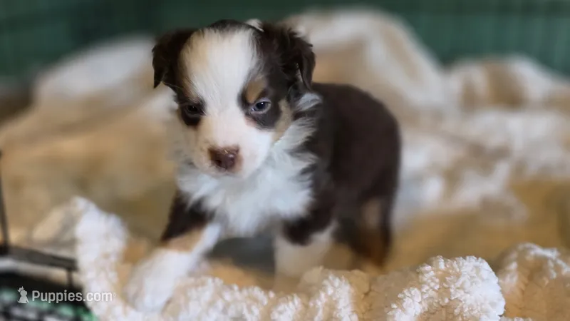 Chocolate & White Mini Aussie – Miniature Australian Shepherd puppy for sale in Scottsville, VA
