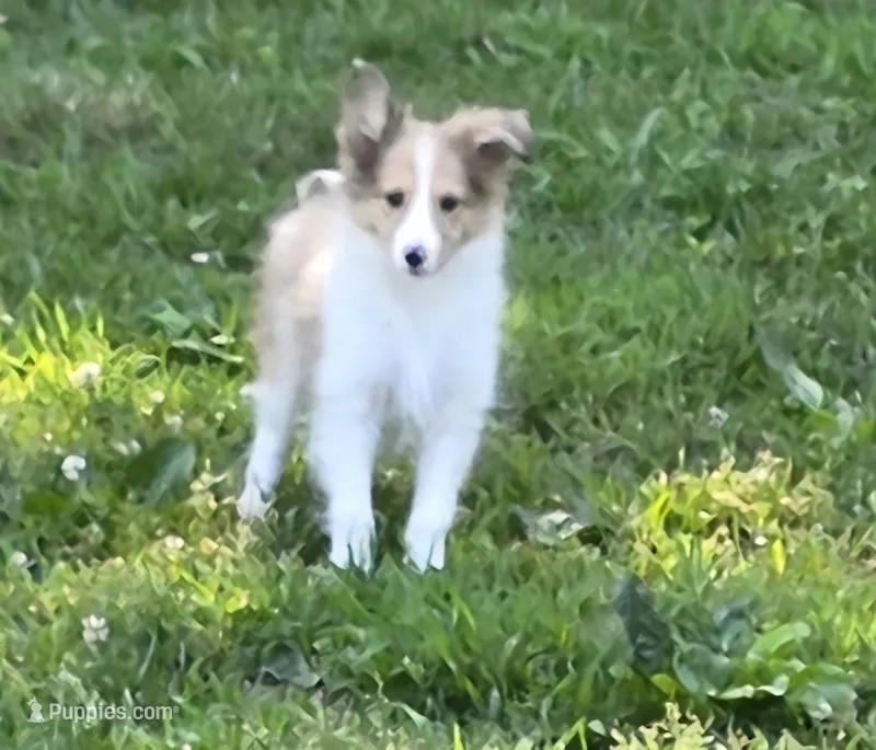 Sheltie Female  – Shetland Sheepdog puppy for sale in Scottsville, VA