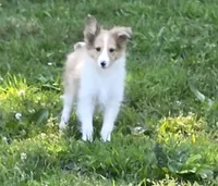Sheltie Female , a female Shetland Sheepdog for sale in Scottsville, VA – 1 of 3