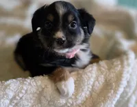 Miniature Australian Shepherd , a female Miniature American Shepherd for sale in Scottsville, VA – 2 of 7