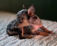 Merle Chihuahua Female , a female Chihuahua for sale in Scottsville, VA – 2 of 4