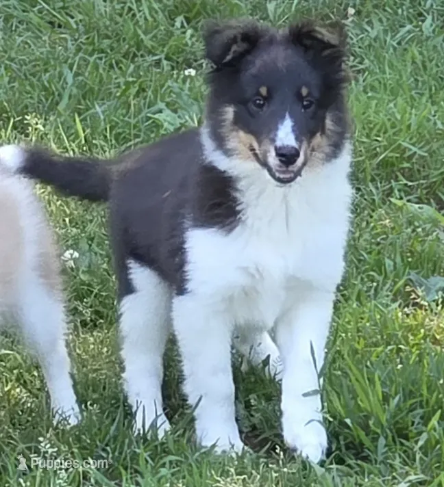Sheltie Female  – Shetland Sheepdog puppy for sale in Scottsville, VA