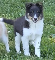 Sheltie Female , a female Shetland Sheepdog for sale in Scottsville, VA – 1 of 5