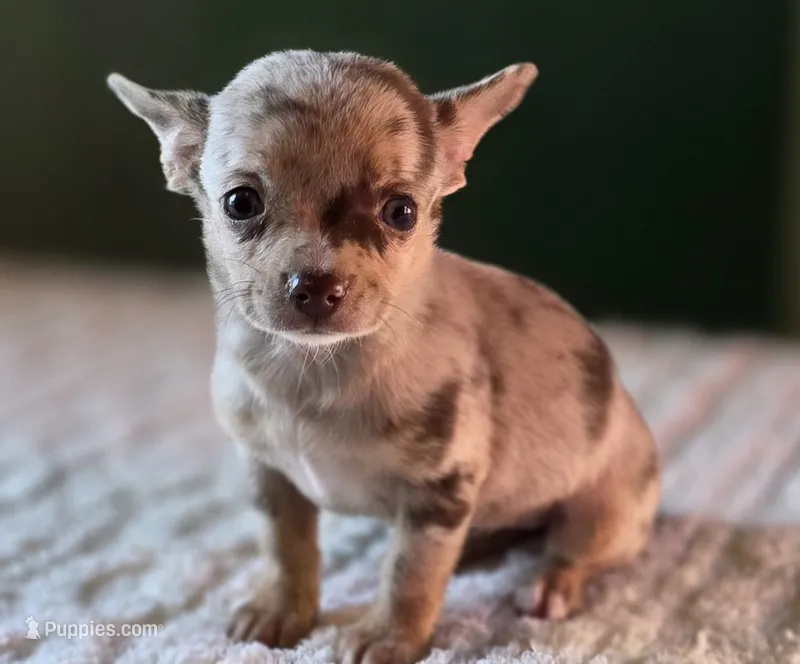 Merle Chihuahua Female  – Chihuahua puppy for sale in Scottsville, VA