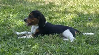 Beagle Male, a male Beagle for sale in Scottsville, VA – 3 of 3