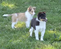 Sheltie Male , a male Shetland Sheepdog for sale in Scottsville, VA – 3 of 7