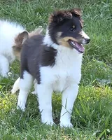 Sheltie Female , a female Shetland Sheepdog for sale in Scottsville, VA – 2 of 5