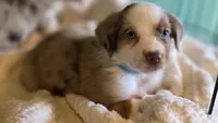 Miniature Australian Shepherd , a male Miniature Australian Shepherd for sale in Scottsville, VA – 2 of 6