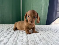 Miniature Dachshund , a female Miniature Dachshund for sale in Scottsville, VA – 1 of 3