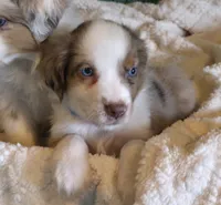 Miniature Australian Shepherd , a male Miniature Australian Shepherd for sale in Scottsville, VA – 4 of 6