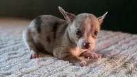 Merle Chihuahua Male, a male Chihuahua for sale in Scottsville, VA – 3 of 6