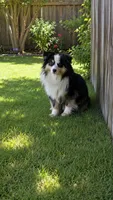 Miniature Australian Shepherd , a female Miniature Australian Shepherd for sale in Scottsville, VA – 5 of 6