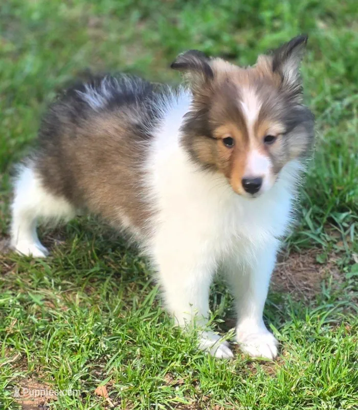 Sheltie Female – Shetland Sheepdog puppy for sale in Scottsville, VA