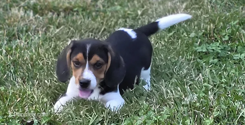 Beagle Male – Beagle puppy for sale in Scottsville, VA