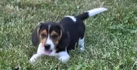 Beagle Male, a male Beagle for sale in Scottsville, VA – 1 of 3
