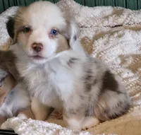 Miniature Australian Shepherd , a female Miniature Australian Shepherd for sale in Scottsville, VA – 2 of 5
