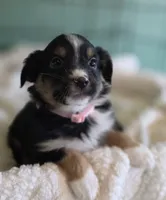 Miniature Australian Shepherd , a female Miniature American Shepherd for sale in Scottsville, VA – 3 of 7