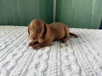 Miniature Dachshund , a female Miniature Dachshund for sale in Scottsville, VA – 2 of 3