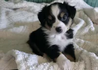Miniature Australian Shepherd , a female Miniature Australian Shepherd for sale in Scottsville, VA – 4 of 6
