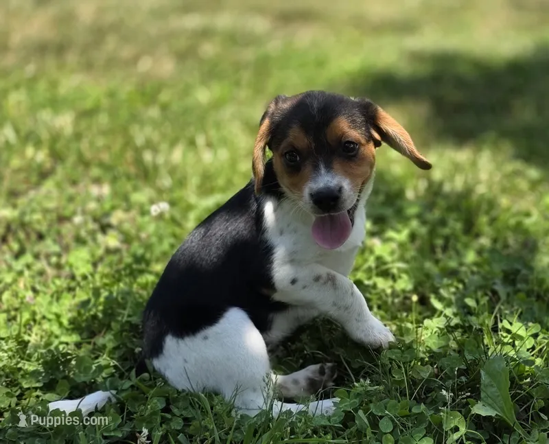 Beagle Female – Beagle puppy for sale in Scottsville, VA