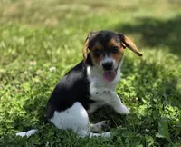 Beagle Female, a female Beagle for sale in Scottsville, VA – 1 of 3