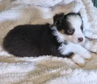 Chocolate & White Mini Aussie, a female Miniature Australian Shepherd for sale in Scottsville, VA – 4 of 6