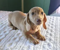 Miniature Dachshund , a female Miniature Dachshund for sale in Scottsville, VA – 1 of 3