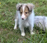 Sheltie Puppy, a male Shetland Sheepdog for sale in Scottsville, VA – Photo 2 of 4