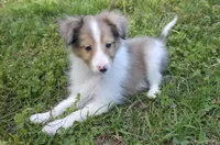Sheltie Puppy, a male Shetland Sheepdog for sale in Scottsville, VA – Photo 4 of 4