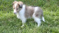 Sheltie Puppy, a male Shetland Sheepdog for sale in Scottsville, VA – Photo 1 of 4