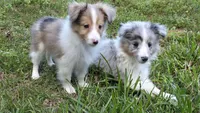 Sheltie Puppy, a male Shetland Sheepdog for sale in Scottsville, VA – Photo 3 of 4