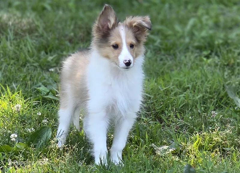 Sheltie Male  – Shetland Sheepdog puppy for sale in Scottsville, VA
