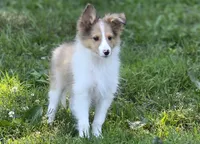 Sheltie Male , a male Shetland Sheepdog for sale in Scottsville, VA – 1 of 7