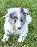 Blue Merle Sheltie Female , a female Shetland Sheepdog for sale in Scottsville, VA – Photo 3 of 4