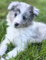 Blue Merle Sheltie Female , a female Shetland Sheepdog for sale in Scottsville, VA – Photo 4 of 4