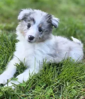 Blue Merle Sheltie Female , a female Shetland Sheepdog for sale in Scottsville, VA – Photo 2 of 4