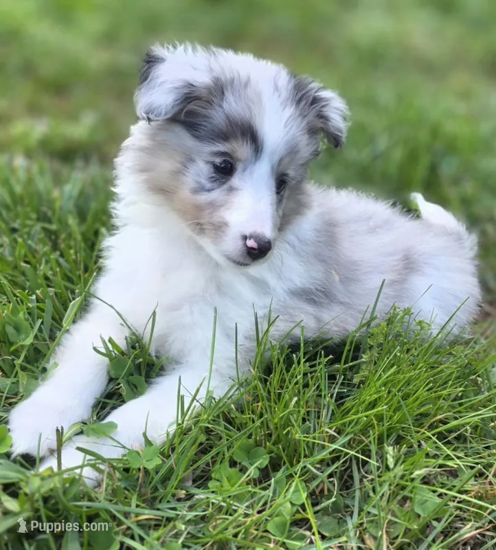 Blue Merle Sheltie Female  – Shetland Sheepdog puppy for sale in Scottsville, VA