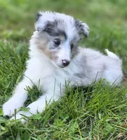 Blue Merle Sheltie Female , a female Shetland Sheepdog for sale in Scottsville, VA – Photo 1 of 4