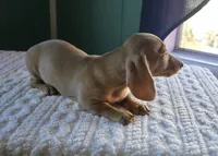 Miniature Dachshund , a female Miniature Dachshund for sale in Scottsville, VA – 3 of 3
