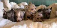 Merle Chihuahua Male, a male Chihuahua for sale in Scottsville, VA – 6 of 6