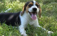 Beagle Female, a female Beagle for sale in Scottsville, VA – 2 of 3