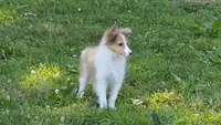 Sheltie Male , a male Shetland Sheepdog for sale in Scottsville, VA – 2 of 7