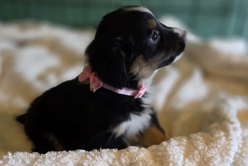 Miniature Australian Shepherd  – Miniature American Shepherd puppy for sale in Scottsville, VA