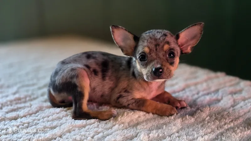 Merle Chihuahua Female  – Chihuahua puppy for sale in Scottsville, VA