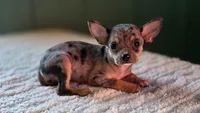 Merle Chihuahua Female , a female Chihuahua for sale in Scottsville, VA – 1 of 4