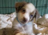 Miniature Australian Shepherd , a male Miniature Australian Shepherd for sale in Scottsville, VA – 1 of 6