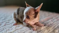 Merle Chihuahua Male, a male Chihuahua for sale in Scottsville, VA – 5 of 6