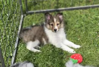 Sheltie Puppy Mahogany Sable, a female Shetland Sheepdog for sale in Scottsville, VA – Photo 2 of 4