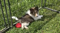 Sheltie Puppy Mahogany Sable, a female Shetland Sheepdog for sale in Scottsville, VA – Photo 4 of 4