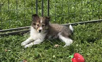 Sheltie Puppy Mahogany Sable, a female Shetland Sheepdog for sale in Scottsville, VA – Photo 3 of 4
